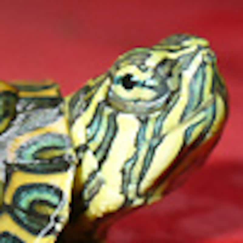 タバスコクジャクガメ