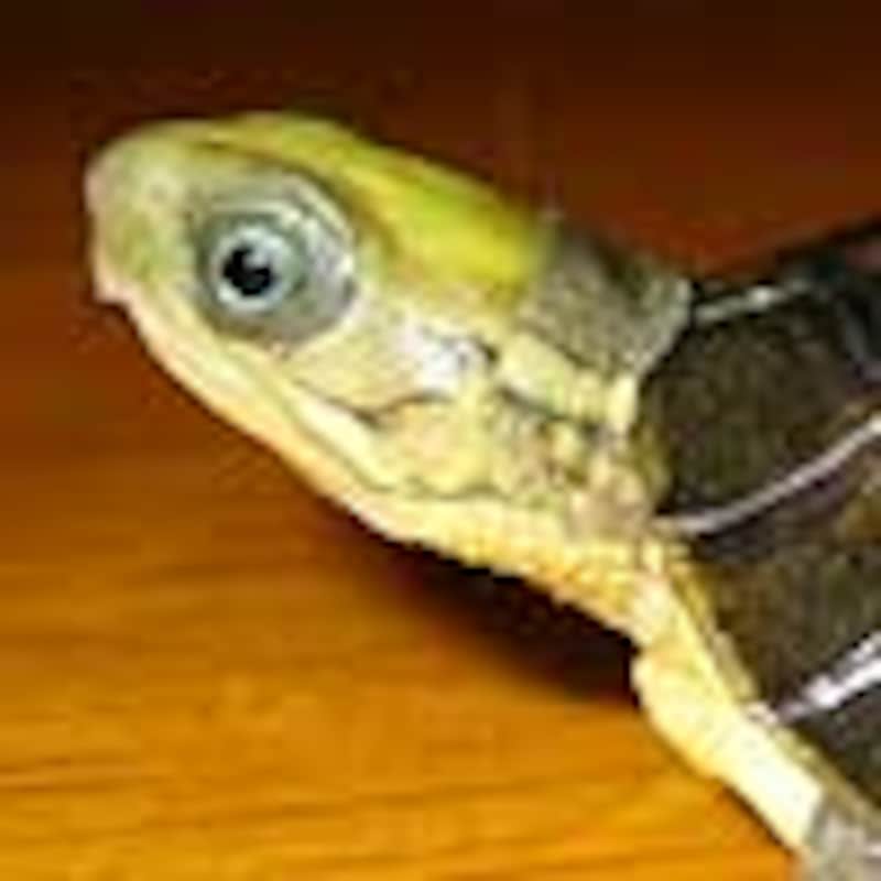 コガネハコガメ
