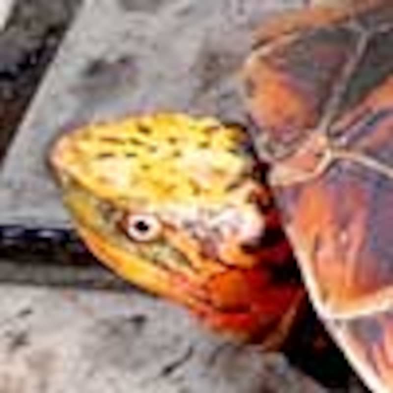 モエギハコガメ