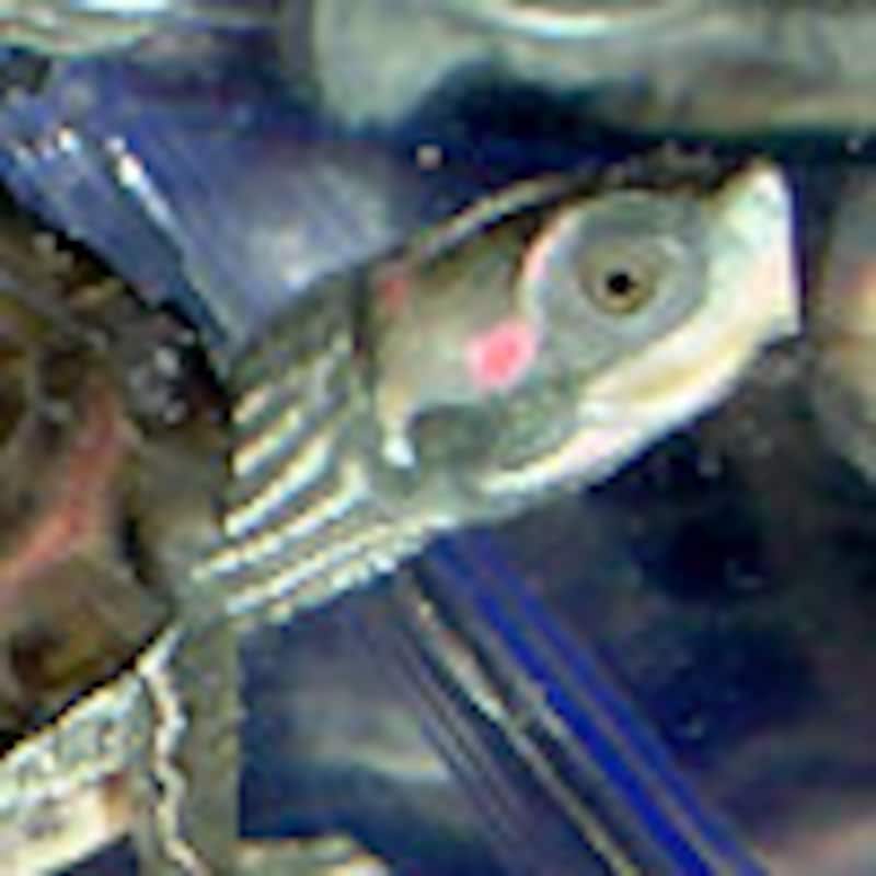 ベニマワリセタカガメ