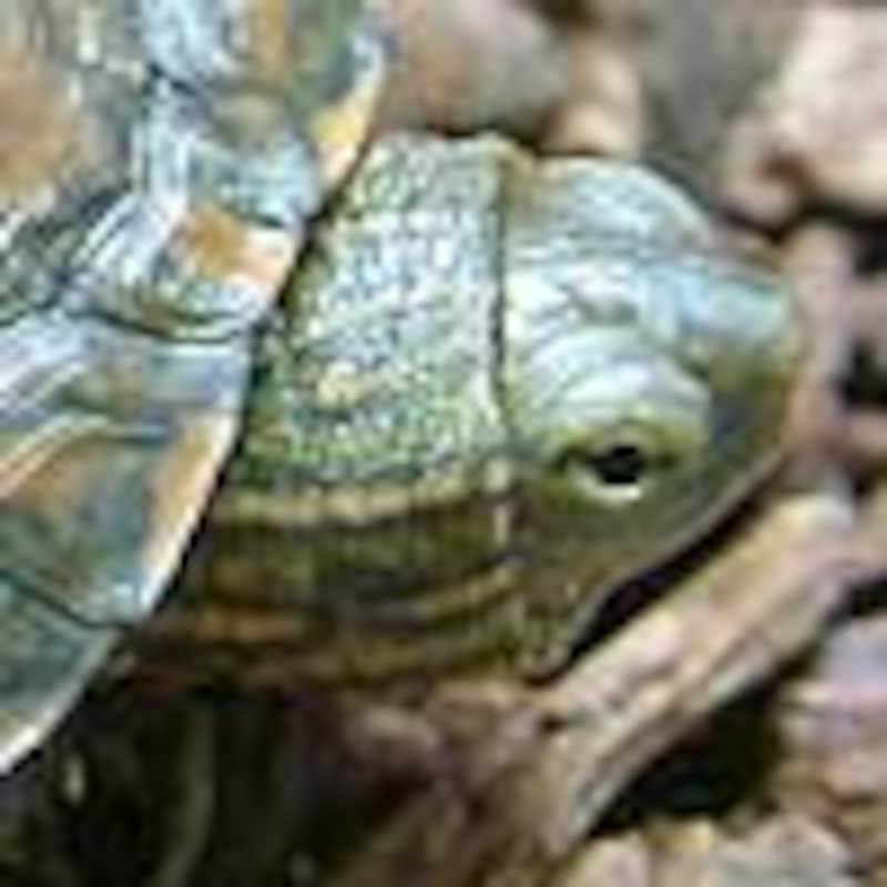 モロッコイシガメ