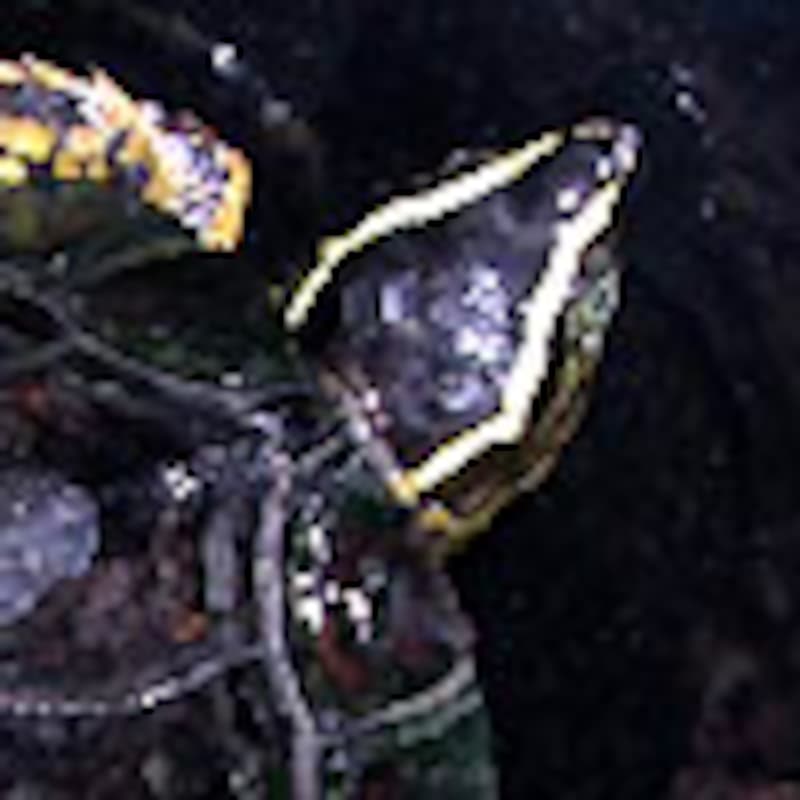 クロムネヤマガメ