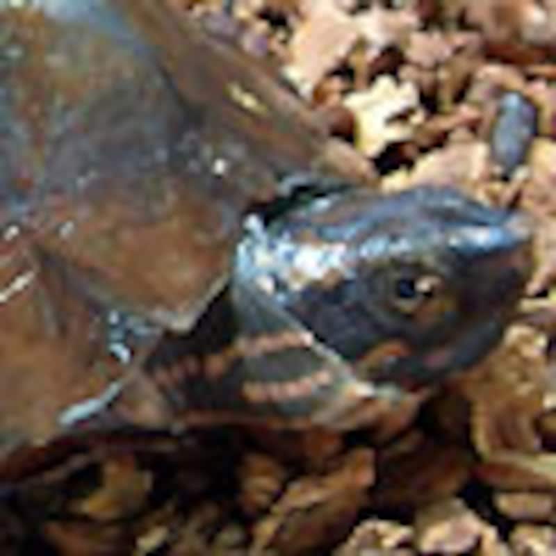 ムツイタガメ