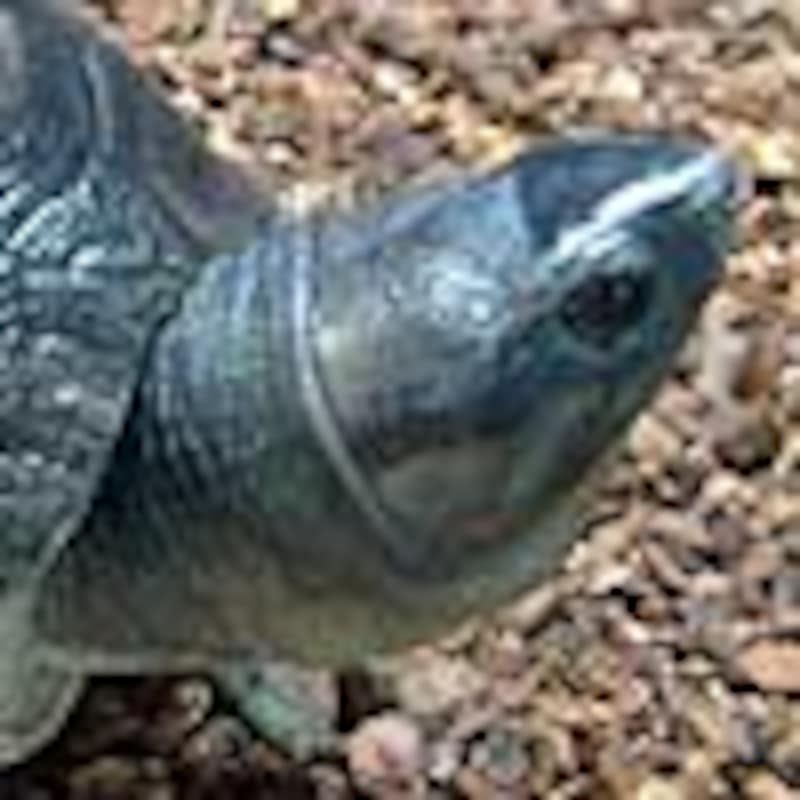 ボルネオカワガメ