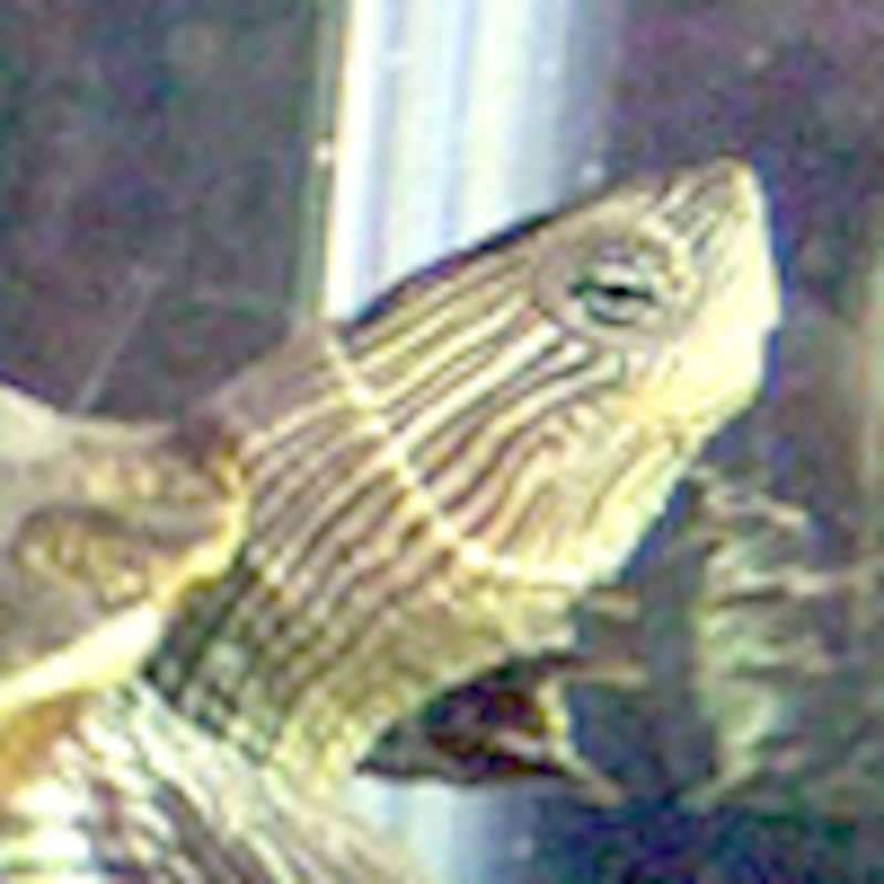 ハナガメ