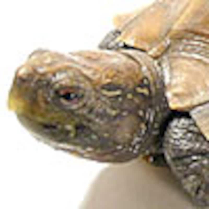ムオヒラセガメ