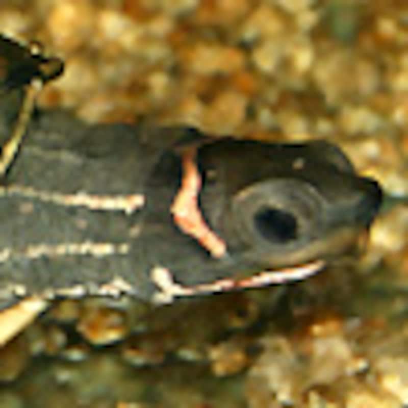 アッサムセタカガメ