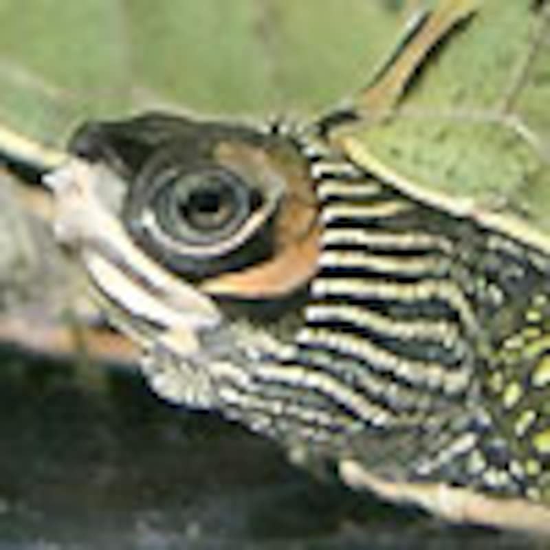 テクタセタカガメ