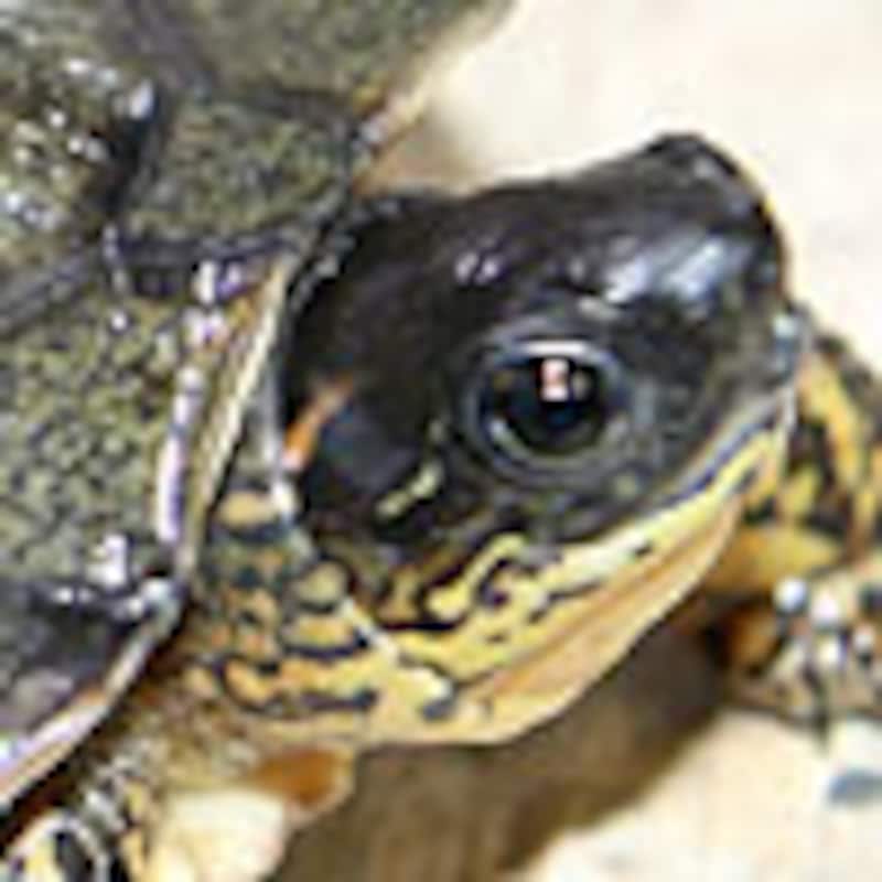 ハラスジヤマガメ