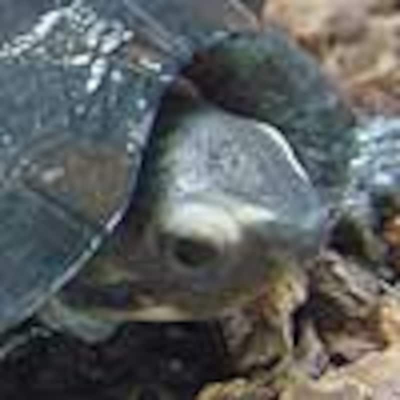 ホオジロクロガメ