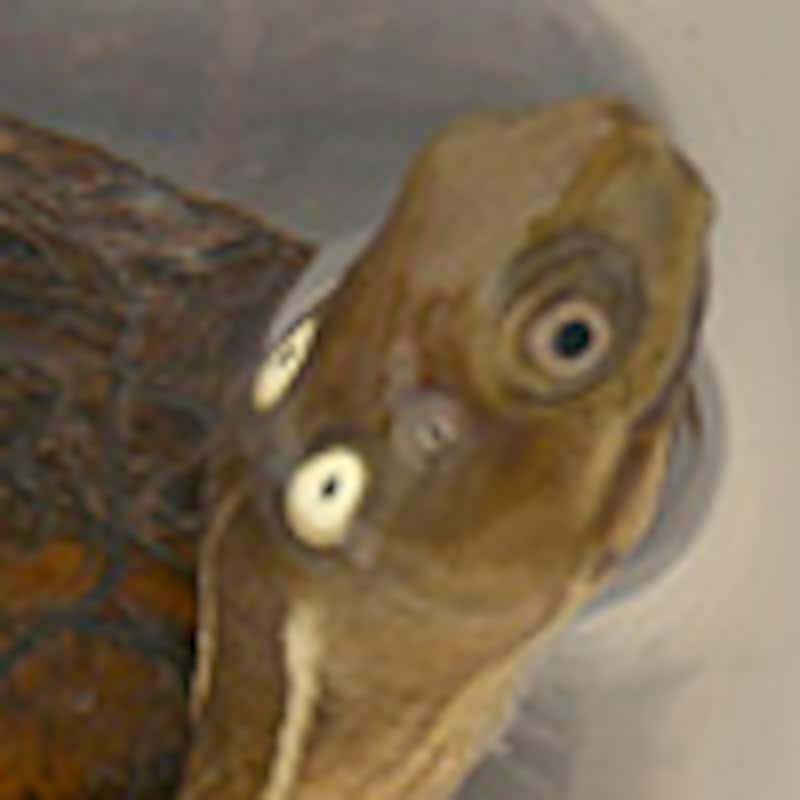 ヨツメイシガメ