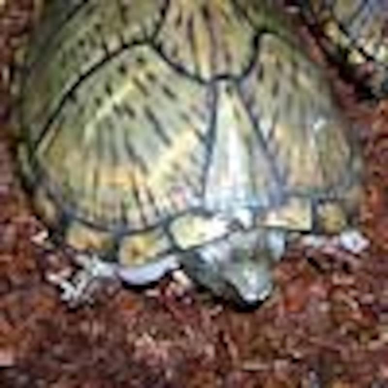 カブトニオイガメ