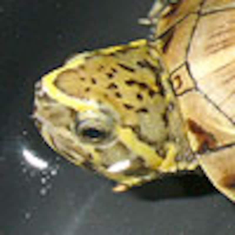 ミスジドロガメ