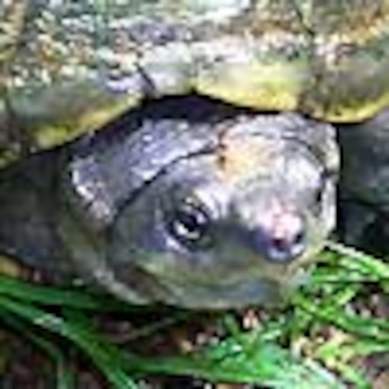 キイロドロガメ