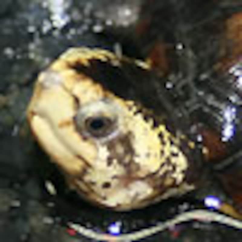 サソリドロガメ