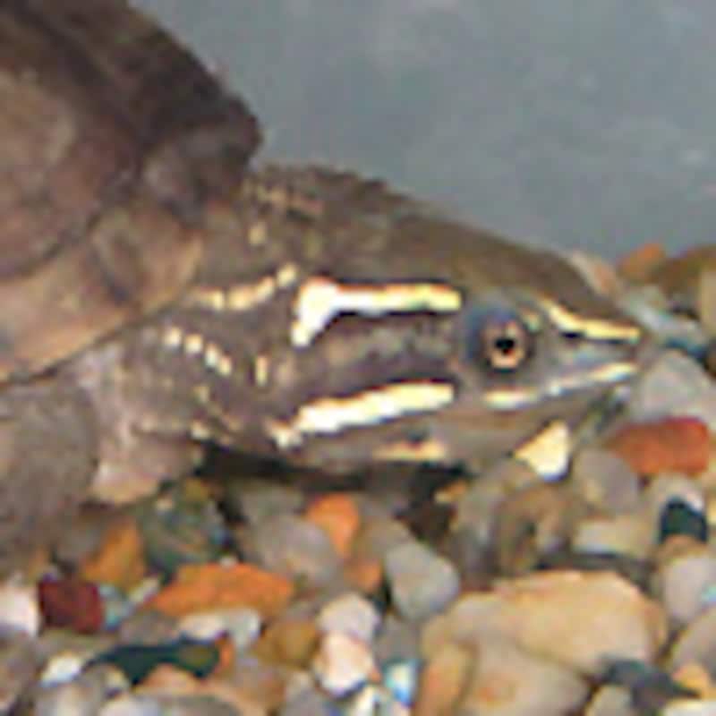 ミシシッピニオイガメ