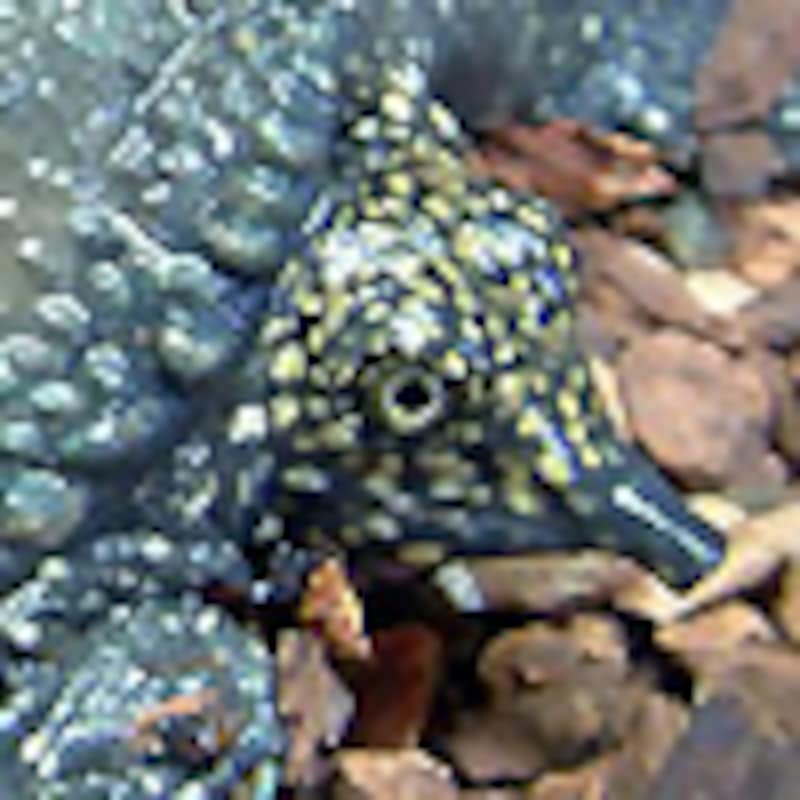 インドシナオオスッポン