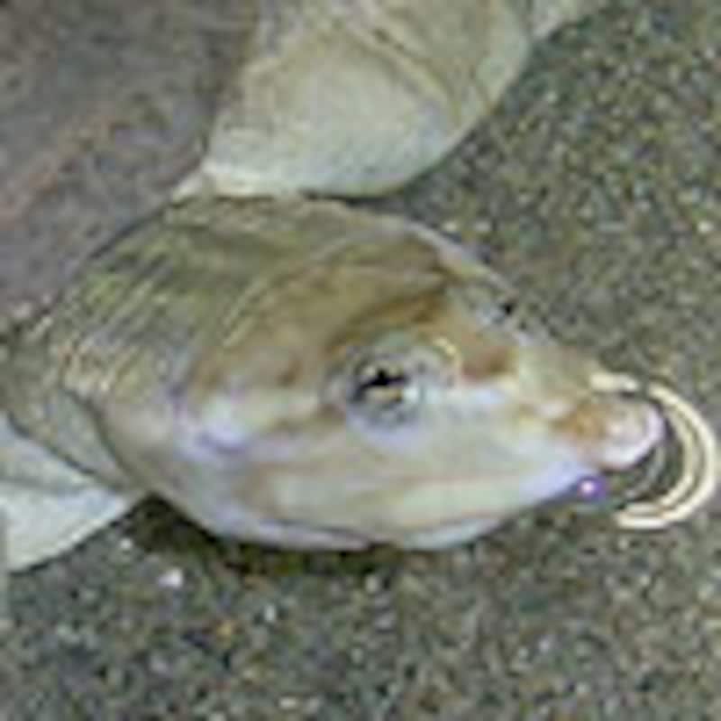 フロリダスッポン