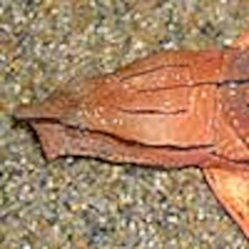 オーブリーフタスッポン