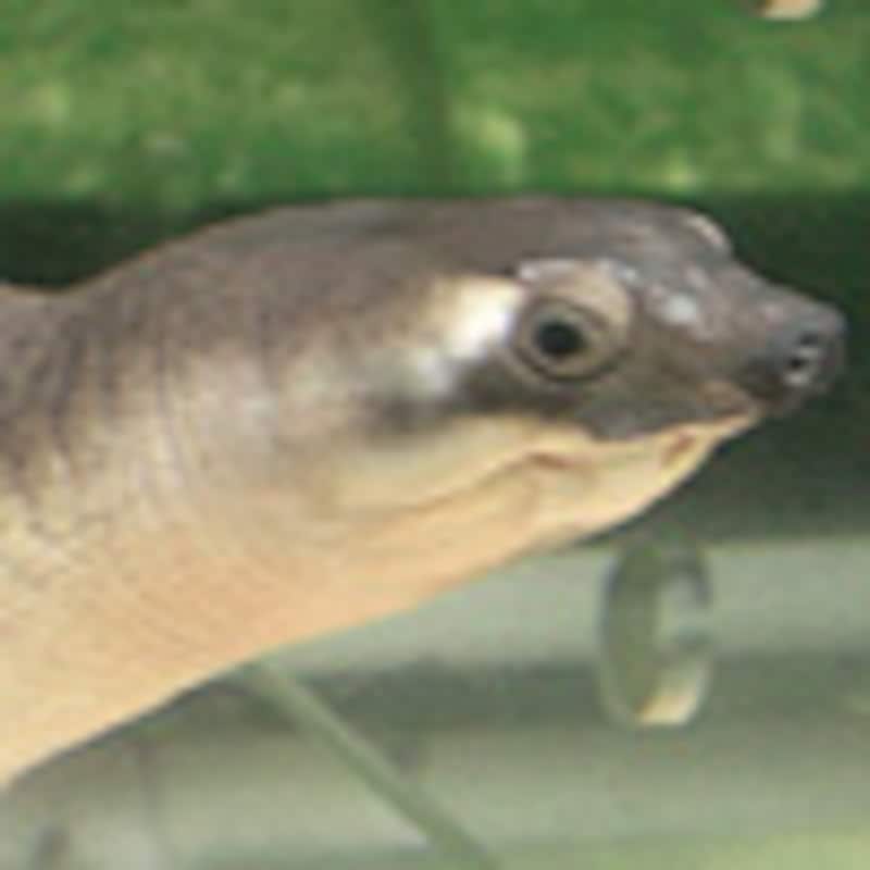 スッポンモドキ