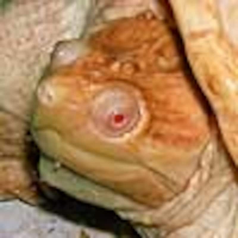 アルビノ・カミツキガメ