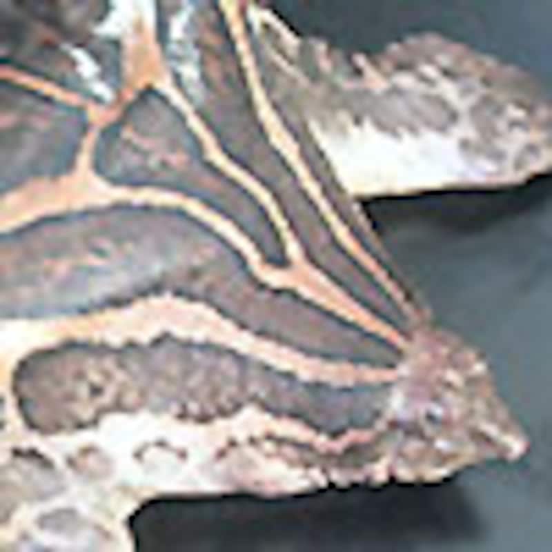 スジクビコガシラスッポン