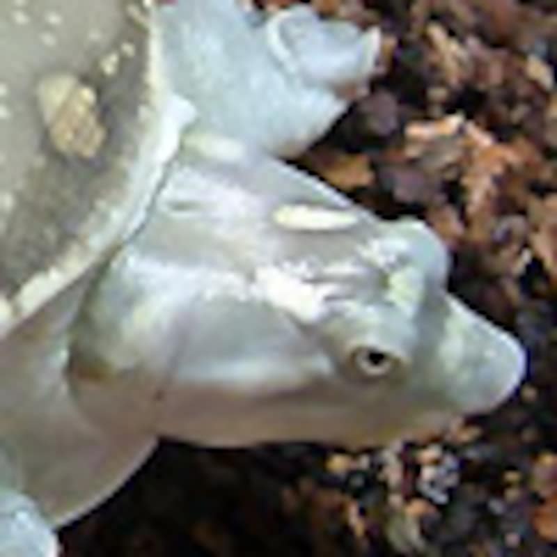 キタインドハコスッポン