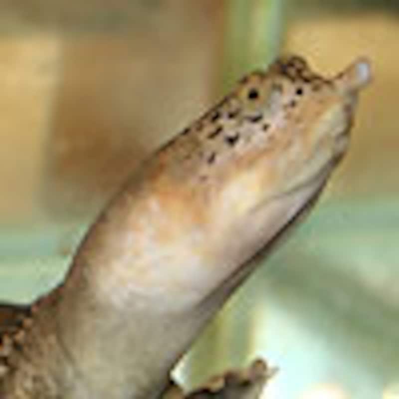 ミヤビスッポン