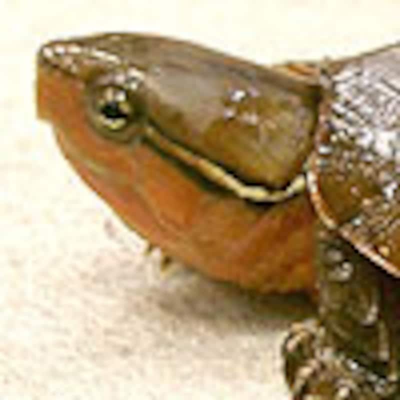 オオアタマガメ
