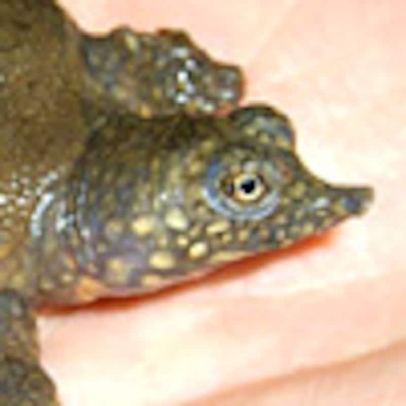 ナイルスッポン