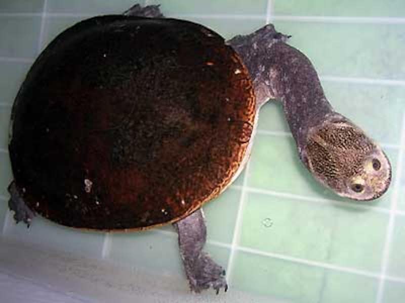 パーカーナガクビガメの基本情報と飼育方法