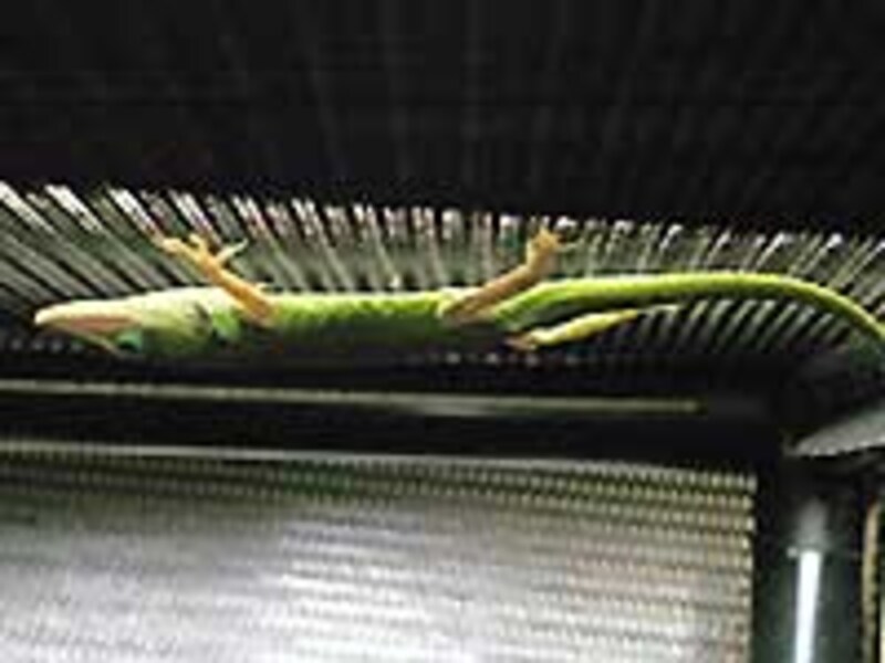 のんきにお腹を温めている飼育禁止生物