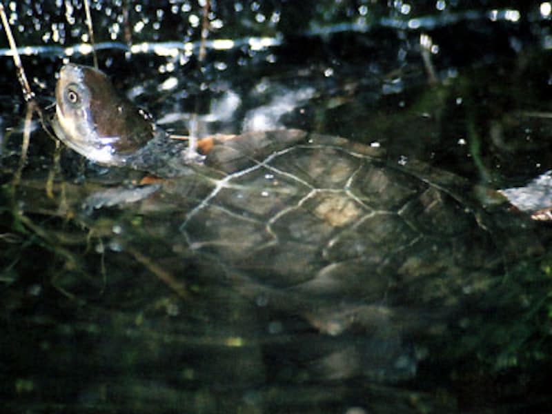 クビカシゲガメ