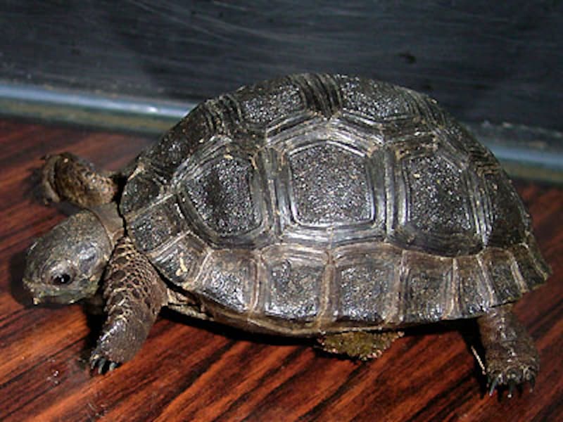 アルダブラゾウガメ幼体