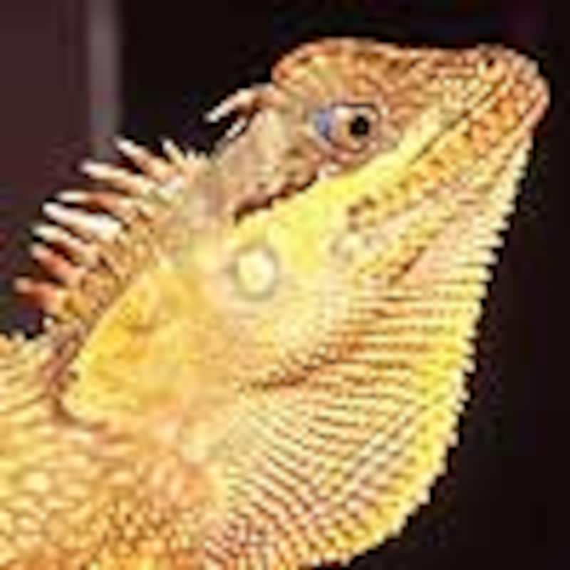 ベトナムクシトカゲ