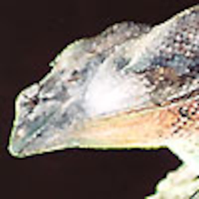 エリマキトカゲ