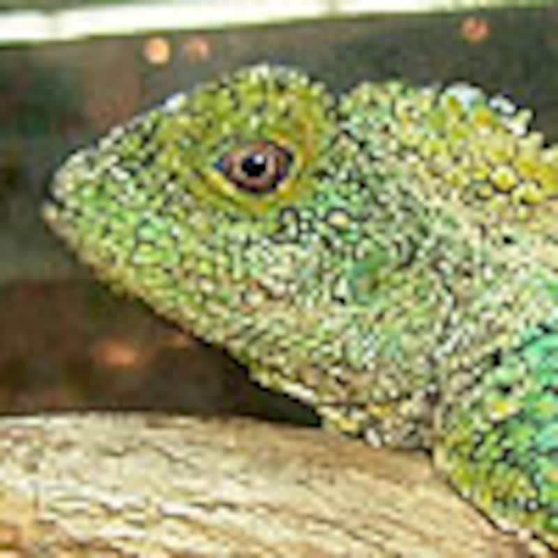 カメレオンモリドラゴン