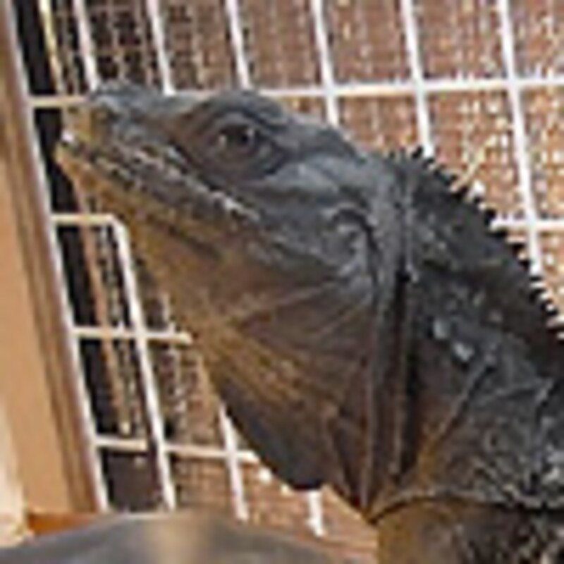 アンボイナホカケトカゲ