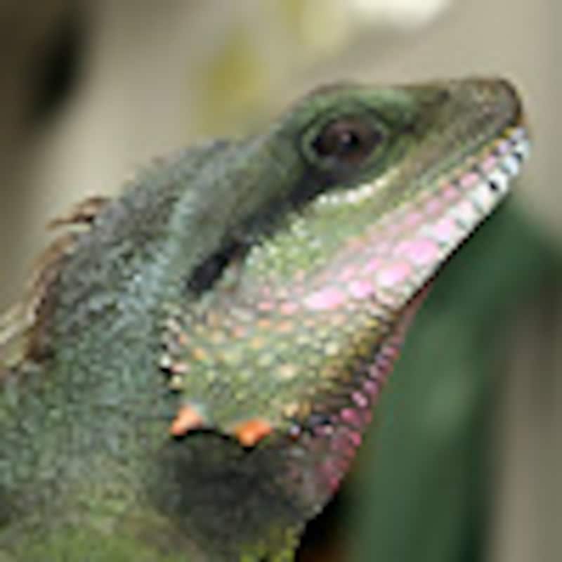 インドシナウォータードラゴン