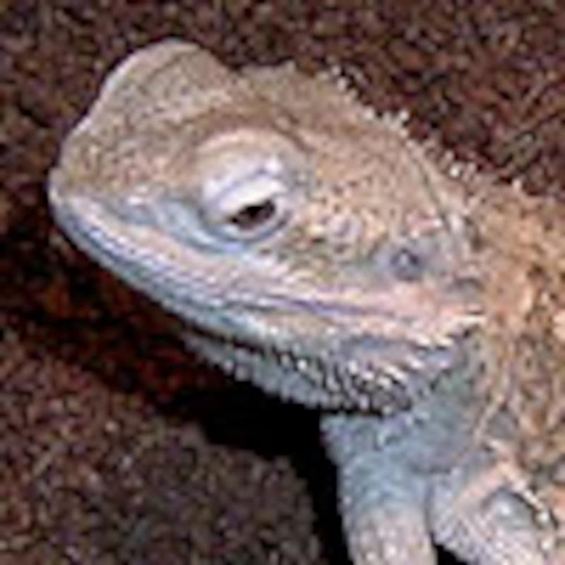 ローソンアゴヒゲトカゲ