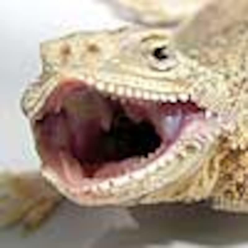 オオクチガマトカゲ