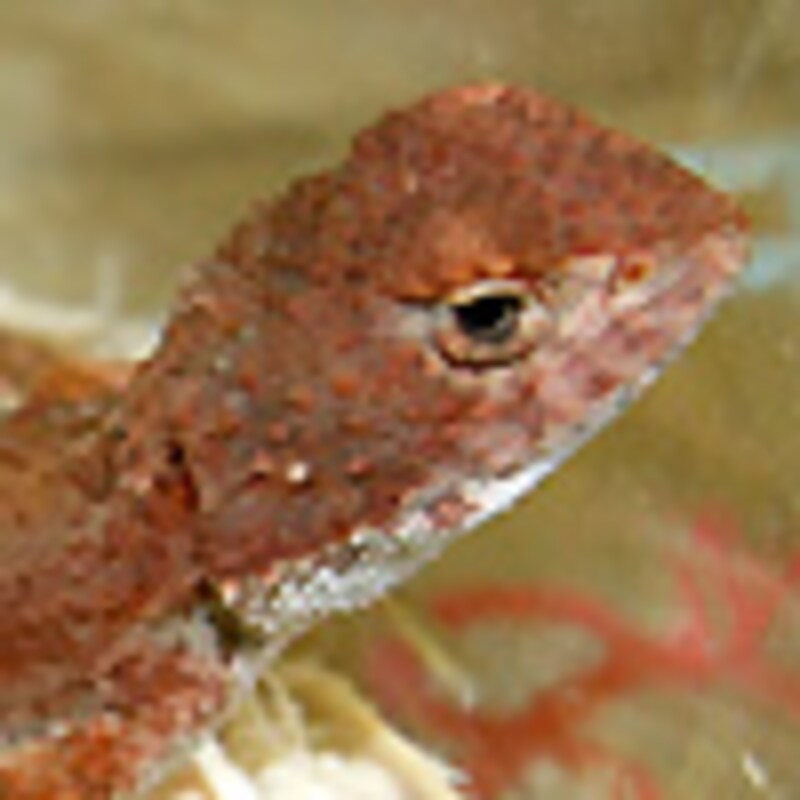 イヤレスドラゴン