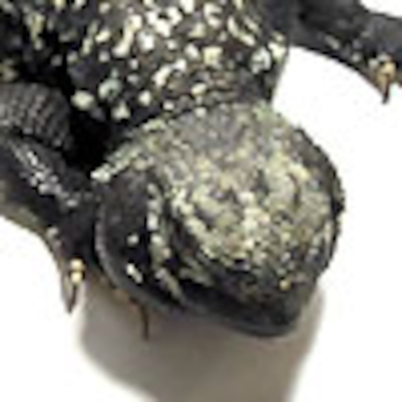 サバクトゲオアガマ基亜種