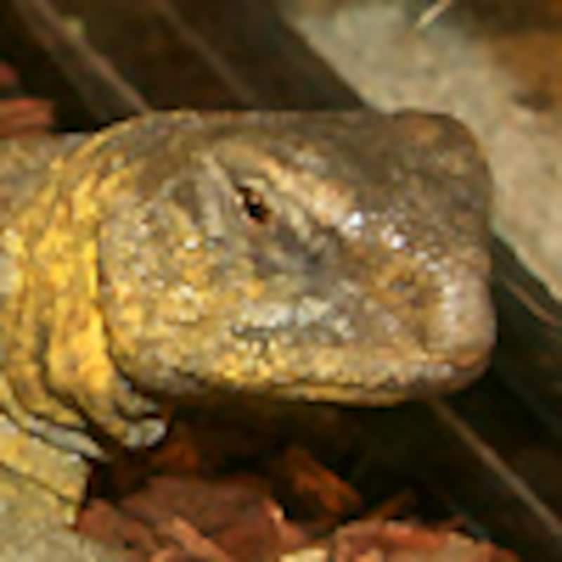 コウロコトゲオアガマ