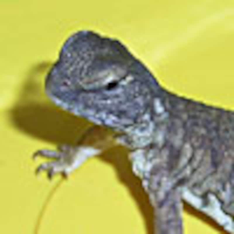 サバクトゲオアガマ