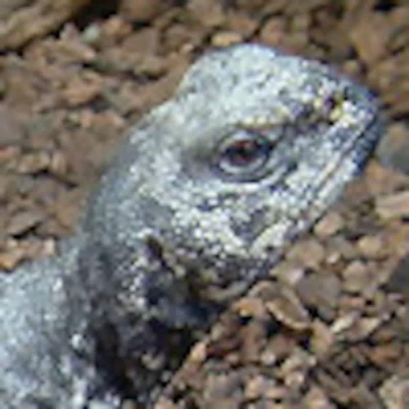 シモフリトゲオアガマ