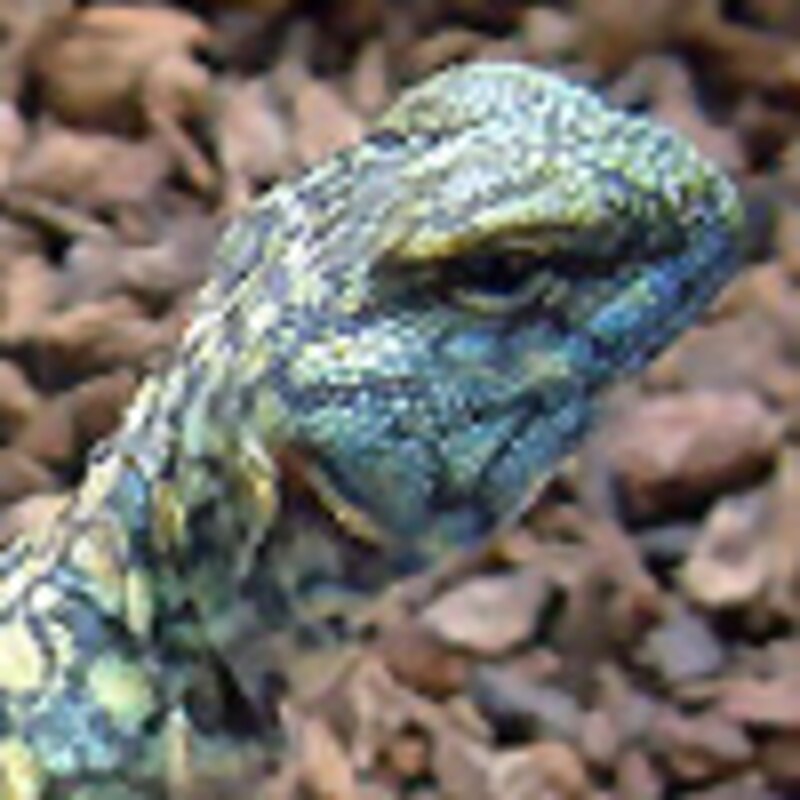 マクファデントゲオアガマ