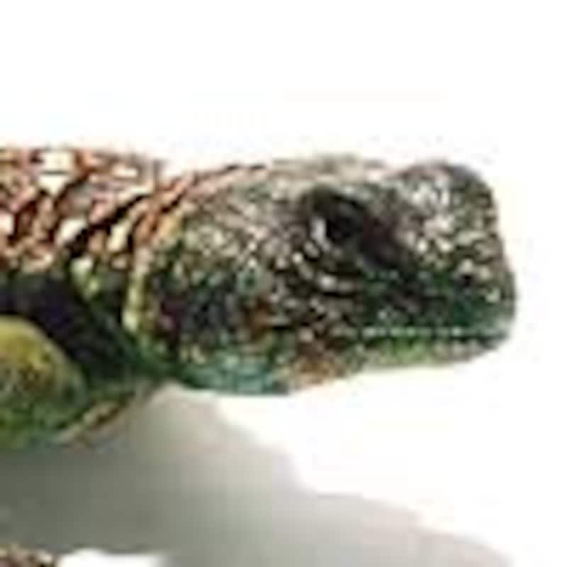 クジャクトゲオアガマ