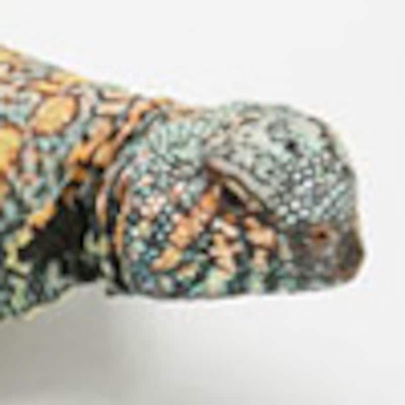 ニシキトゲオアガマ