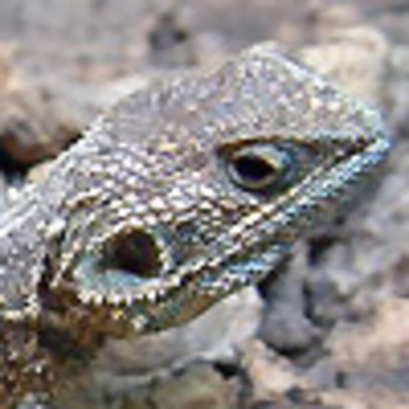 バティリフェラゼノガマ